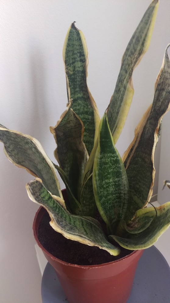 Help Snake Plant dying overwatered???