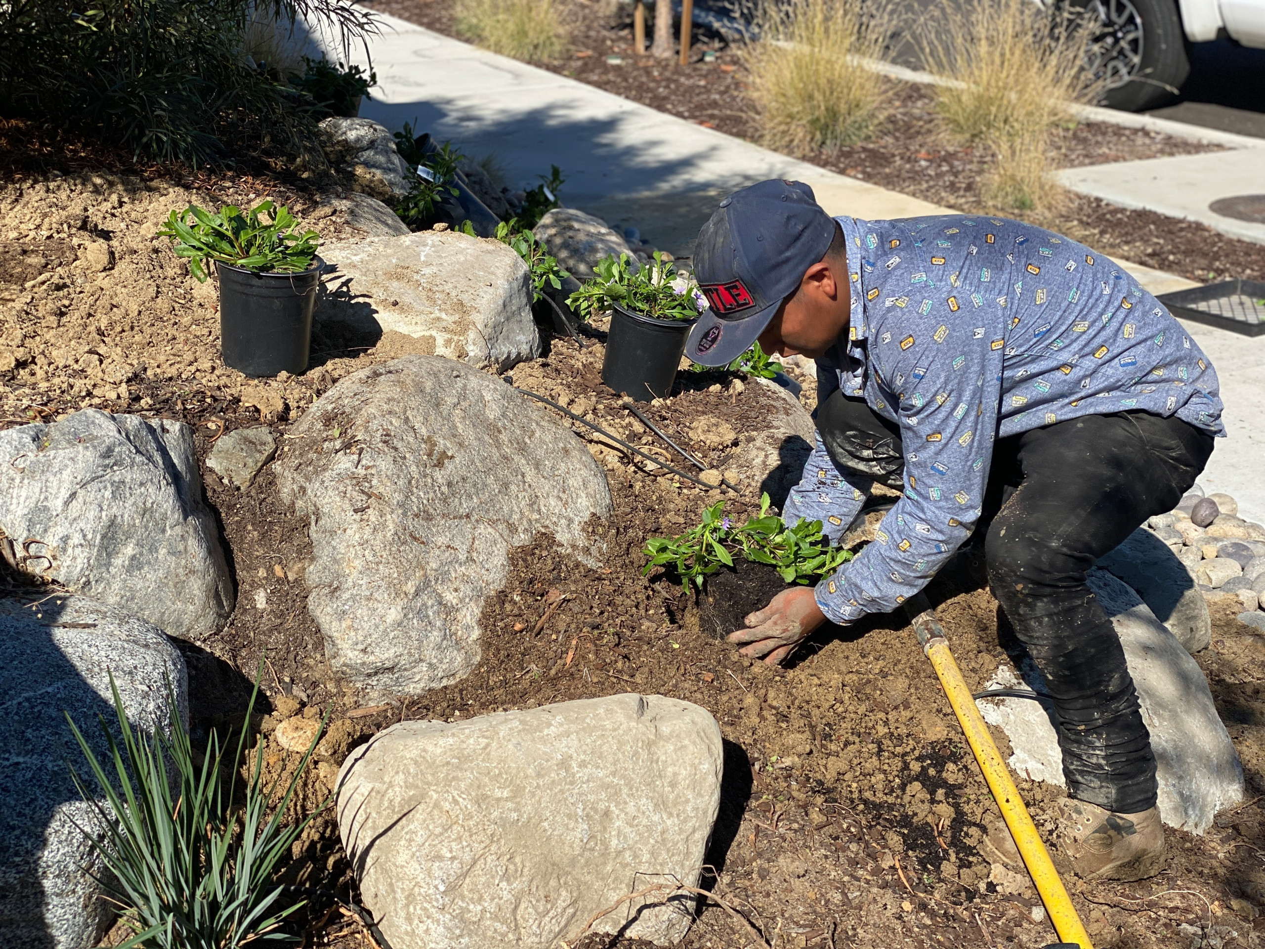 Installing Plants Around Boulders in Carmel Valley