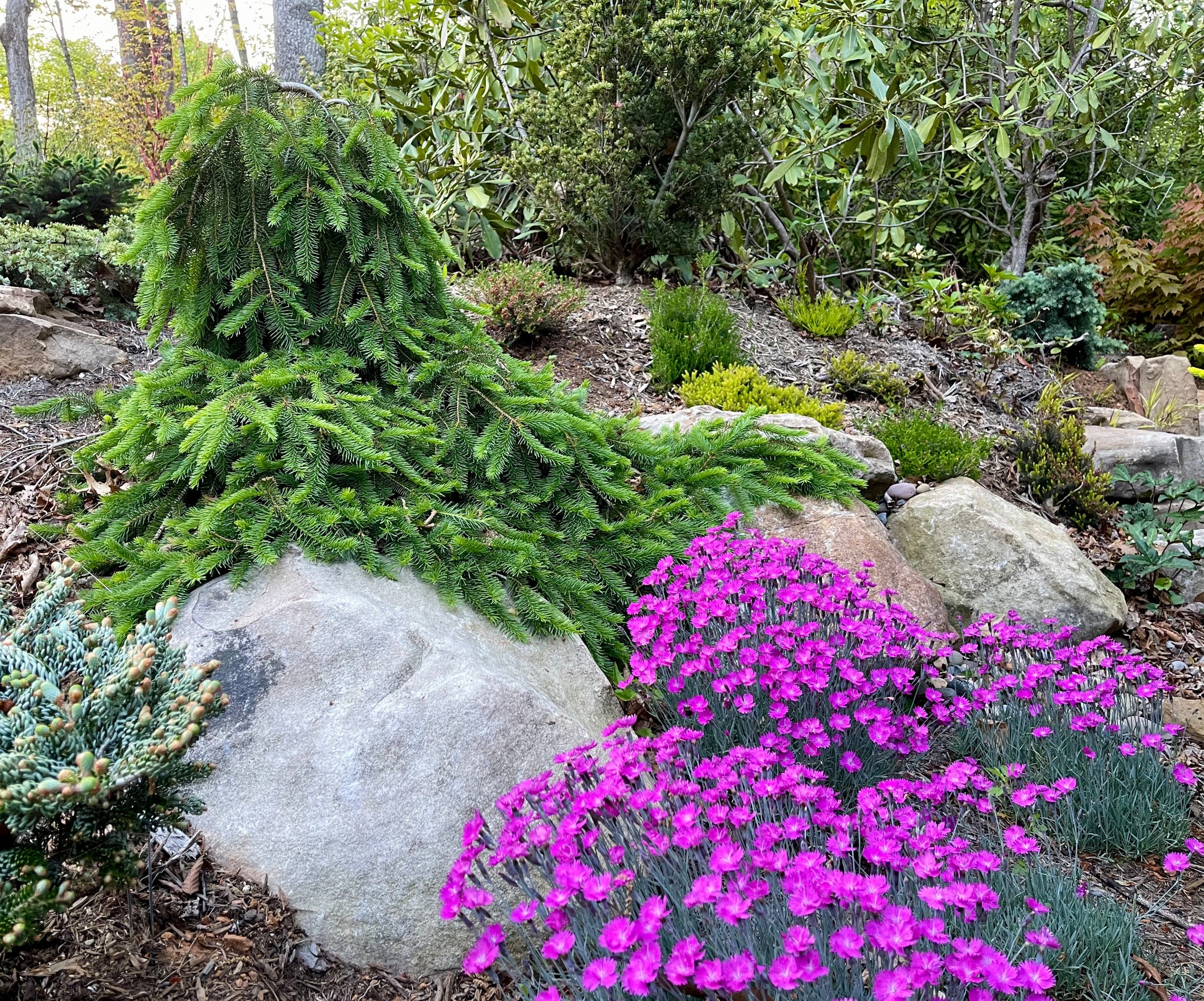 Picea abies 'Formanek' with 'Firewitch' dianthus