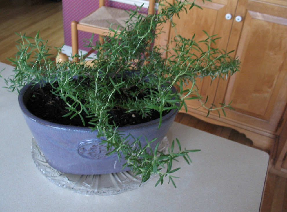 How do I trim this Rosemary?