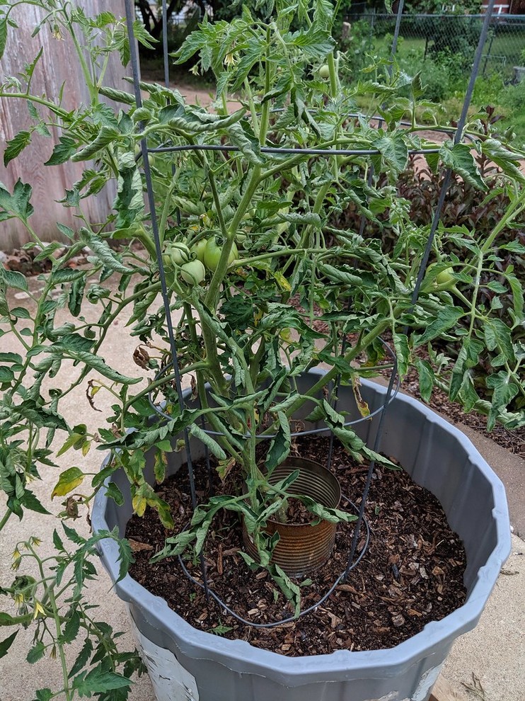 Curling leaves on tomato plants