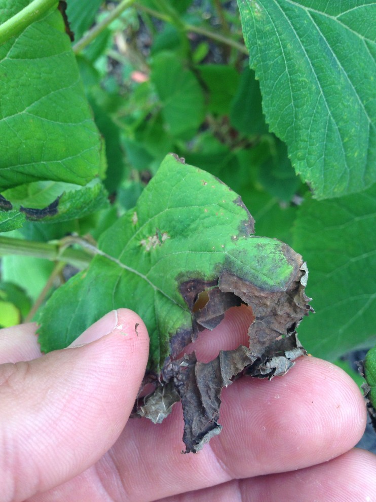 Hydrangea Burned leaves