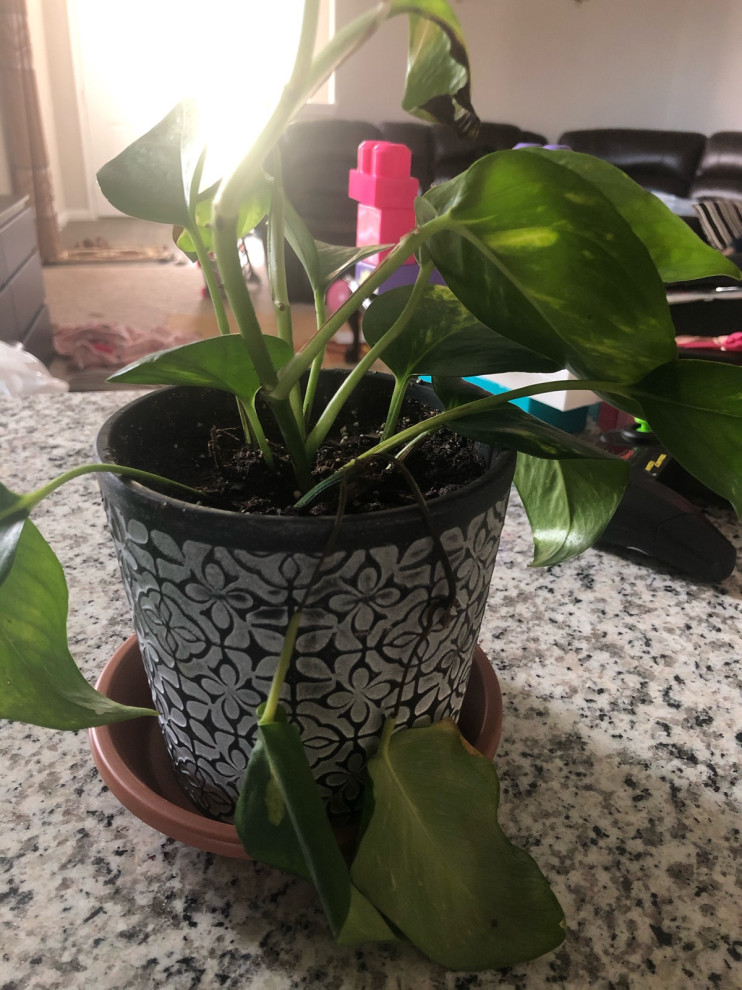 pothos plant leaves turning yellow n dark brown | Houzz Forum