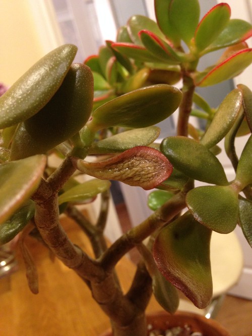 Crassula / Jade plant unhealthy over or under watering?