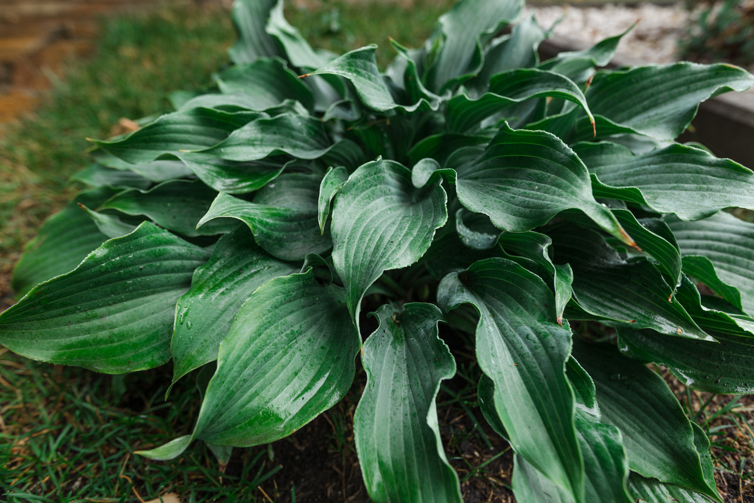 Экстерьер загородного дома