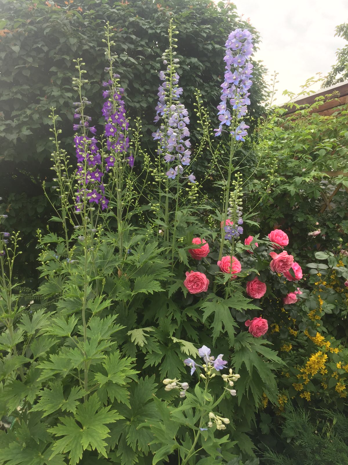 Ландшафтный проект узкого участка