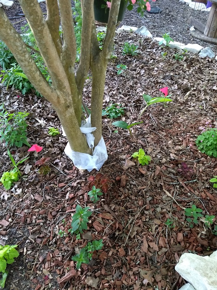 Dryer sheets to deter cut ants