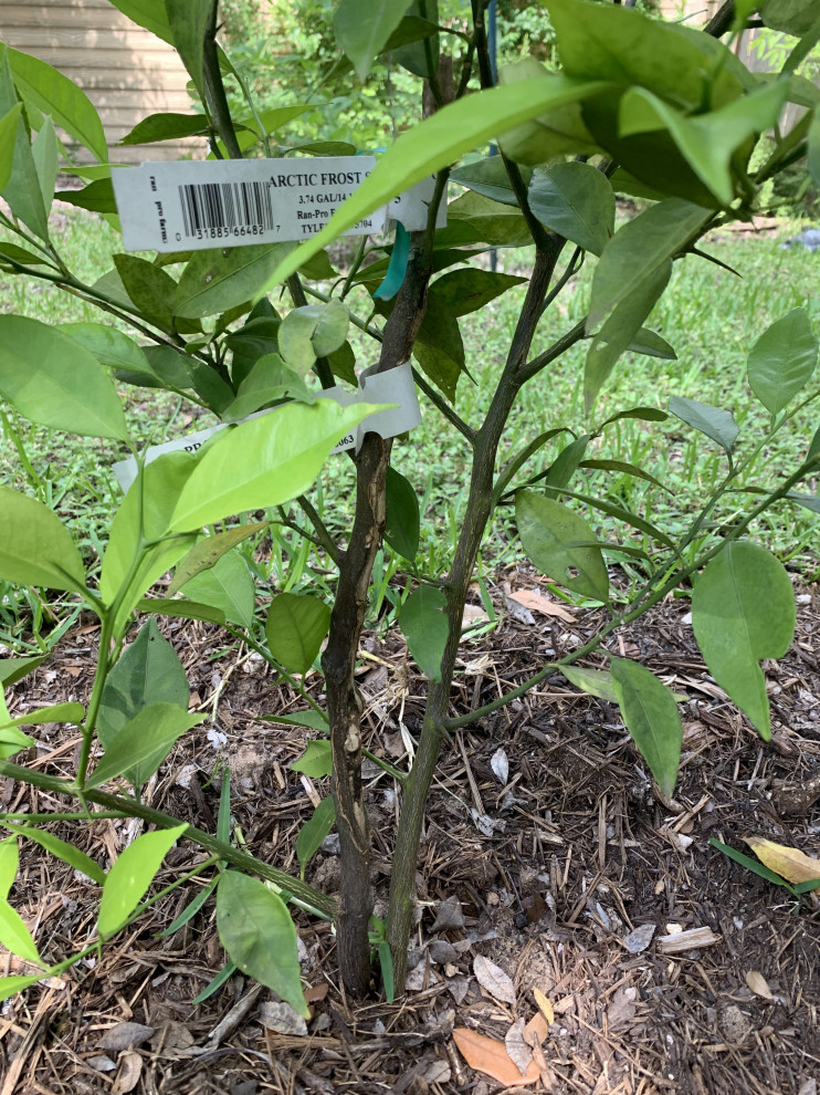 Help with Satsuma (Arctic Frost) Central Texas
