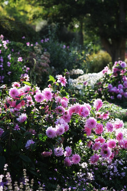 Sweeten a Summer Garden With Pink Flowers