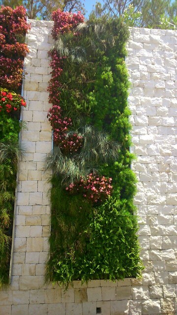 Jard&iacute;n vertical contemporary-garden