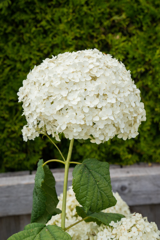 Гортензии для сада премиум-класса