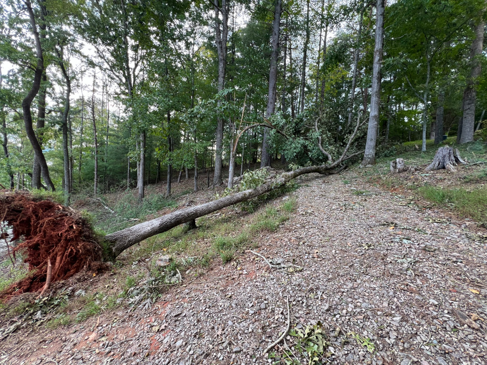 Lake Haven Lodge Tree Clearing