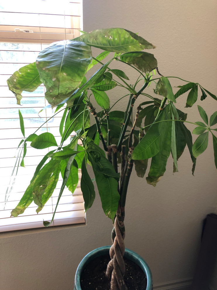 What’s wrong with my money tree?