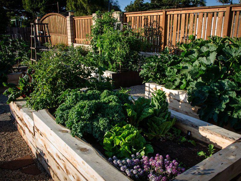 This is an example of a mid-sized traditional backyard full sun garden in San Diego with a vegetable garden and gravel.