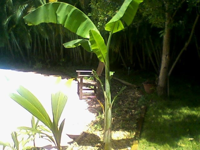 Sabeada Tree Saba!!