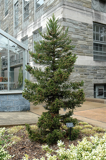 Black Dragon Japanese Cedar - Cryptomeria japonica 'Black Dragon