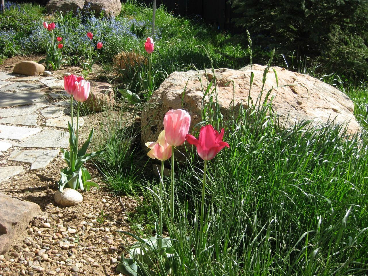 Custom Backyard Design