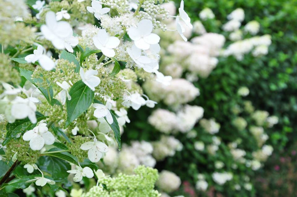 Сенькино московская обл