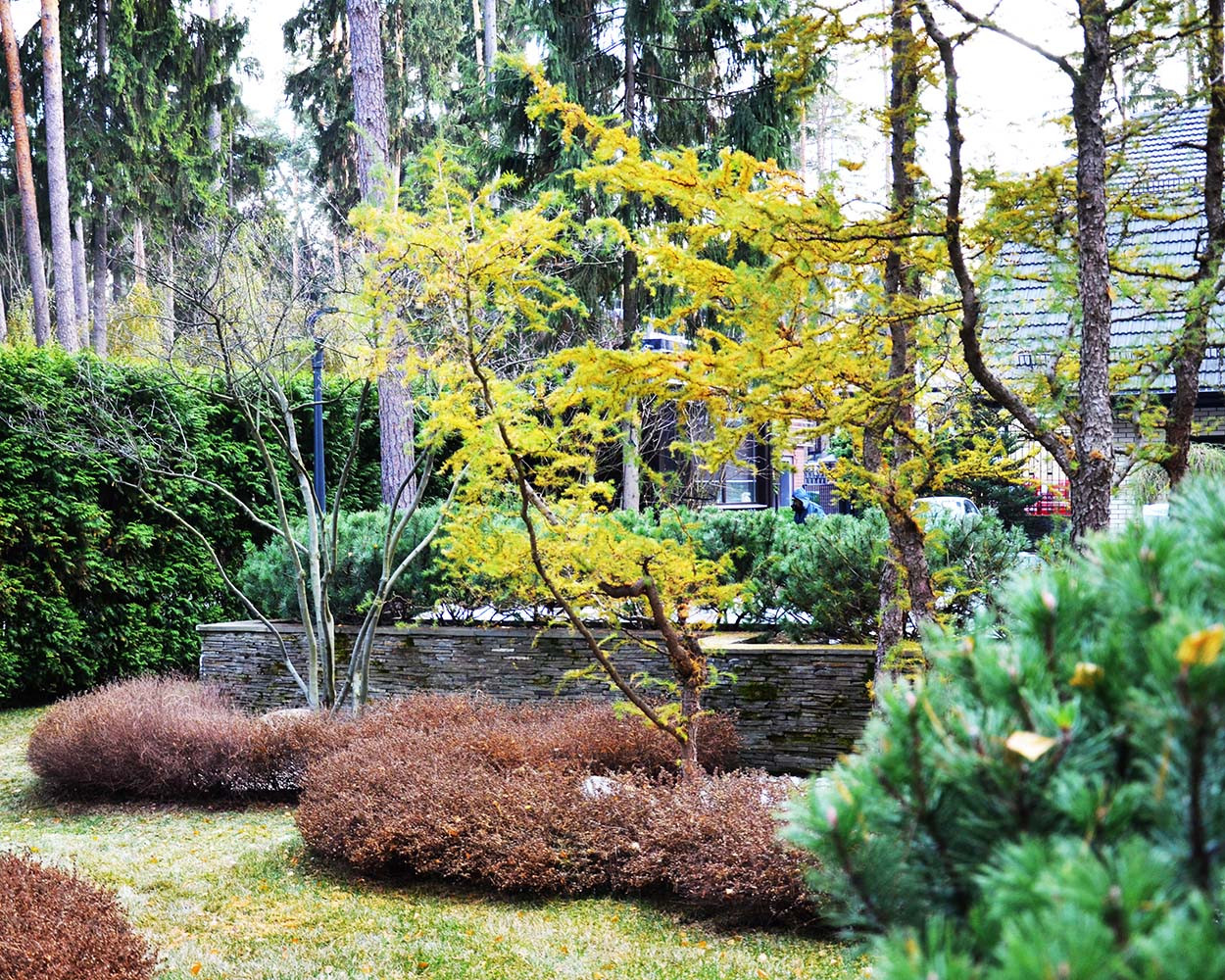 Сад с водоемом в КП " Сосновый Бор"
