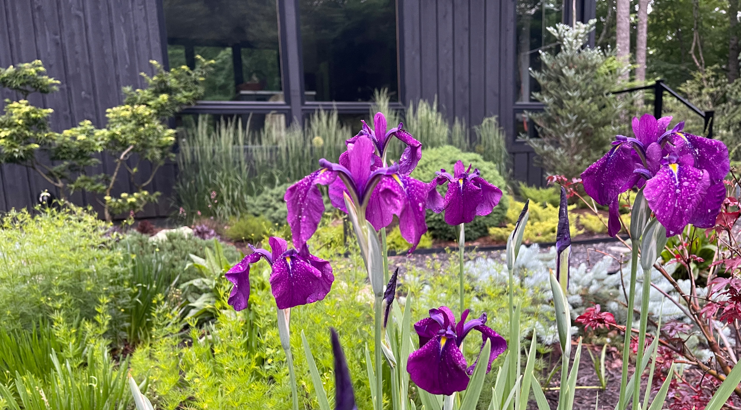 Iris ensata 'Variegata' in front garden