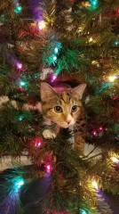 Houzz Call: Show Us Your Cozy Holiday-Loving Pets!