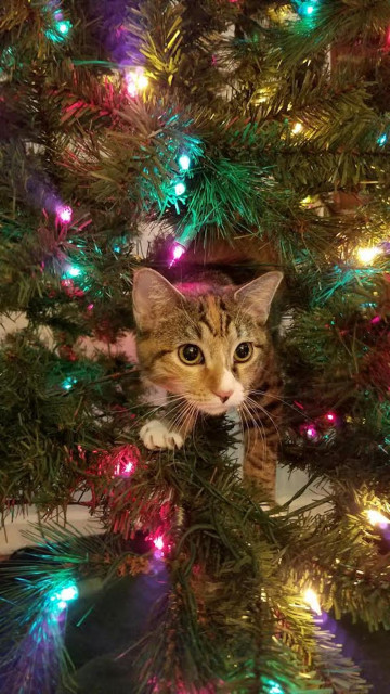 Trimming My Tiny Christmas Tree - Summer's Fabulous Cat Life