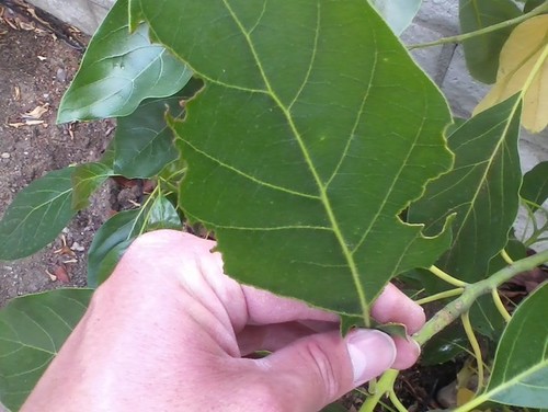 What is eating my avocado leaves?