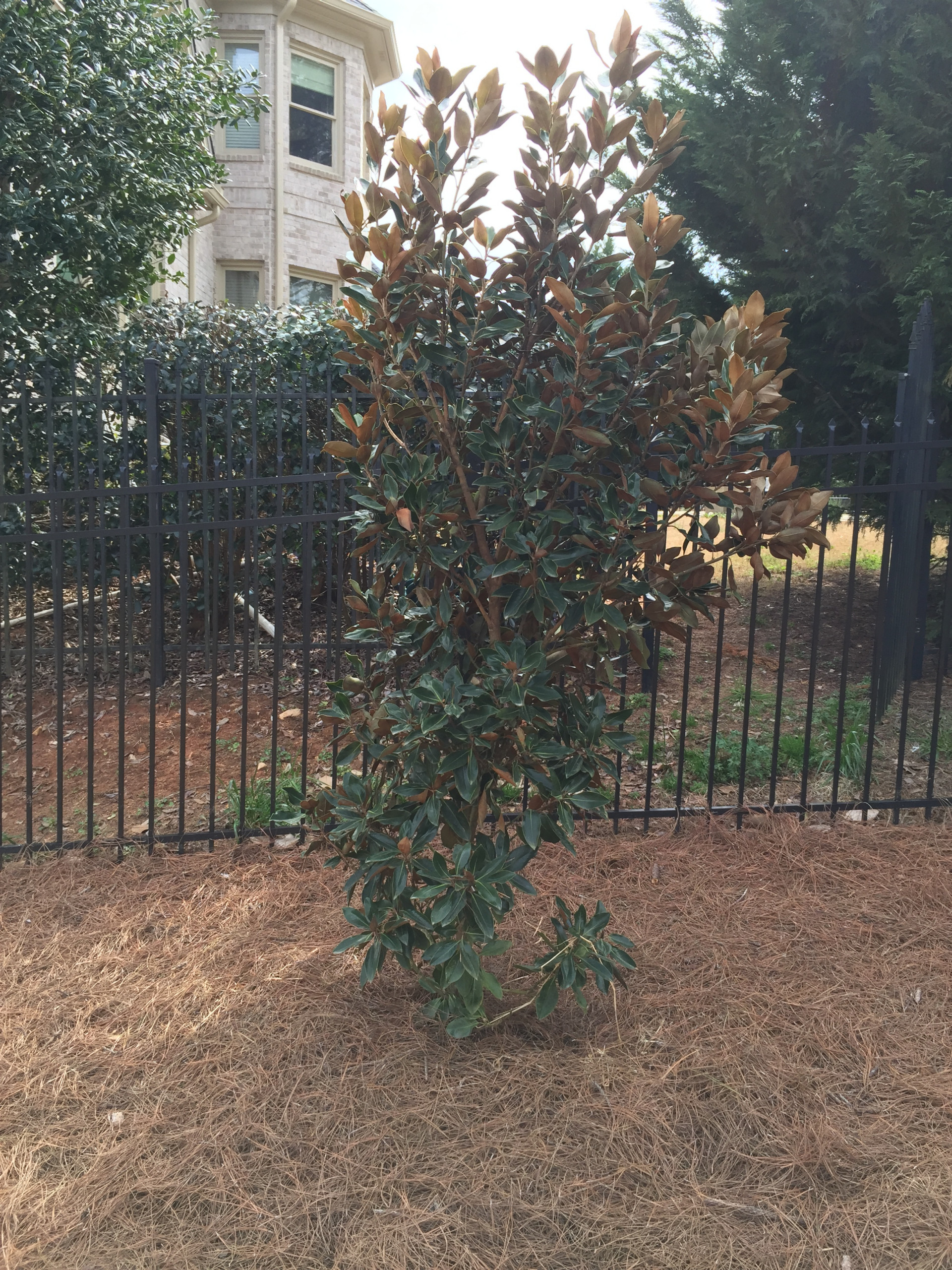 Alpharetta Yard Enhancements