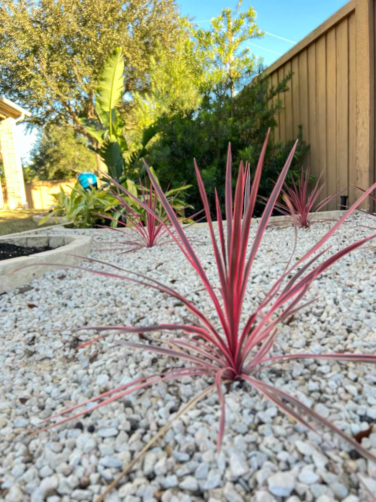 Putting Green, Backyard Paradise and Front yard Makeover in Fulshear!