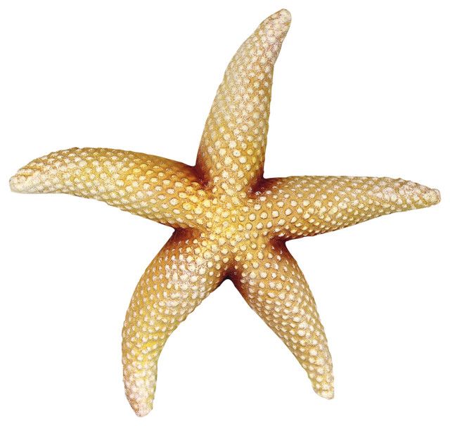 Sea Star Starfish Wall Decor 9 Resin Plaque Beach Style Accents By Mary B Decorative Art - Decorative Wall Plaques Resin Sea Star Starfish Wall Decor 9 Resin Plaque Beach Style Accents By Mary B Decorative Art - Decorative Wall Plaques Resin
