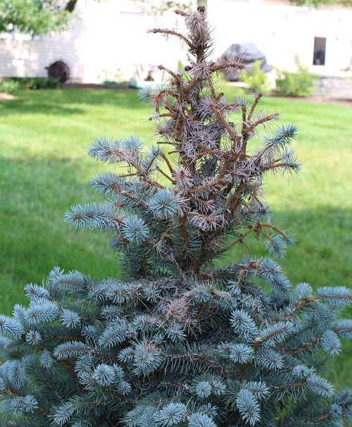 Baby Blue Colorado Spruce Dying from Top of Leader