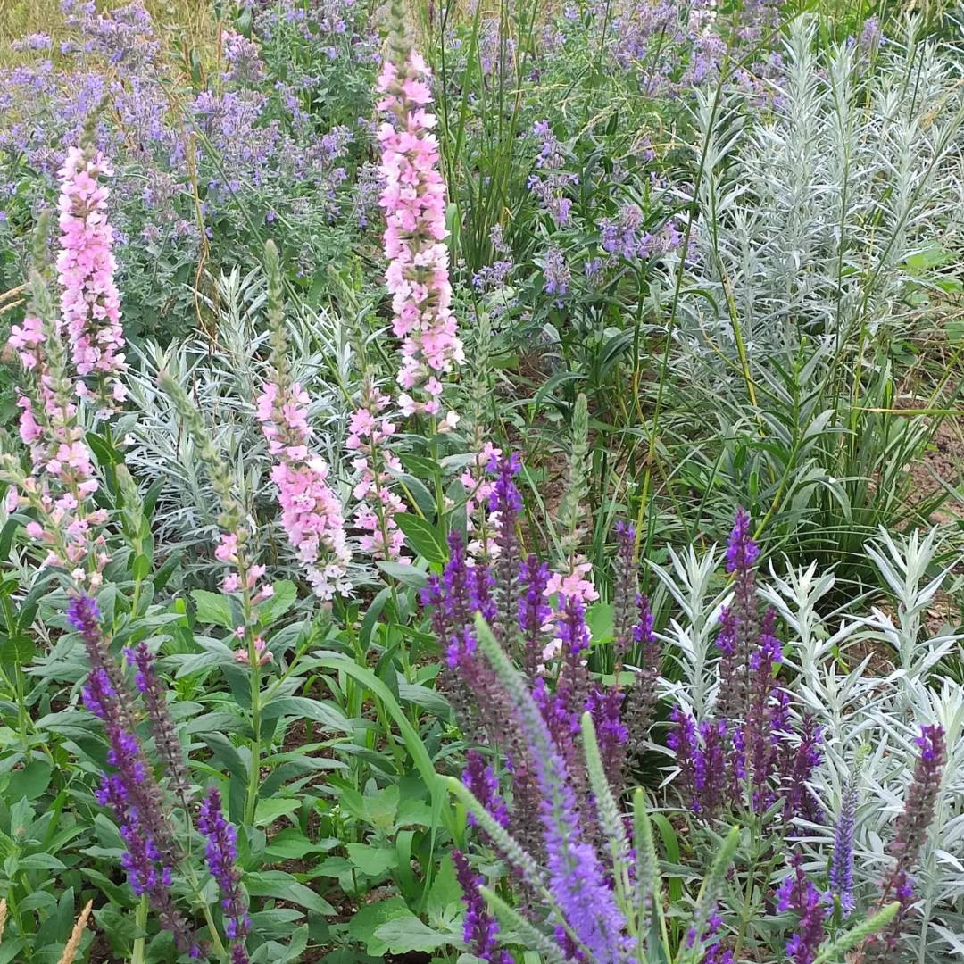 Проект "Волга" Цветники