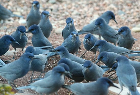 Backyard Birds: Meet Some Clever and Curious Jays