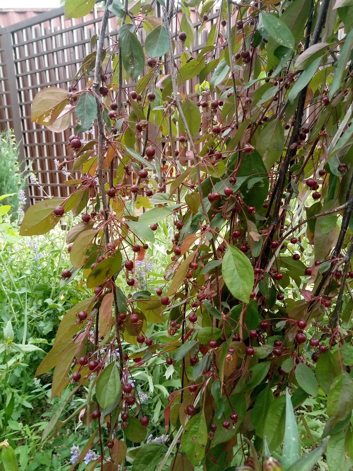 Зелёное удовольствие