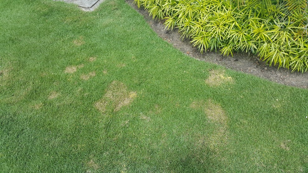 Cornmeal Treatment for Fungus