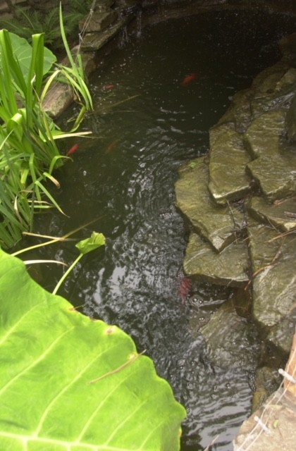 KOI Fish Pond & Waterfalls