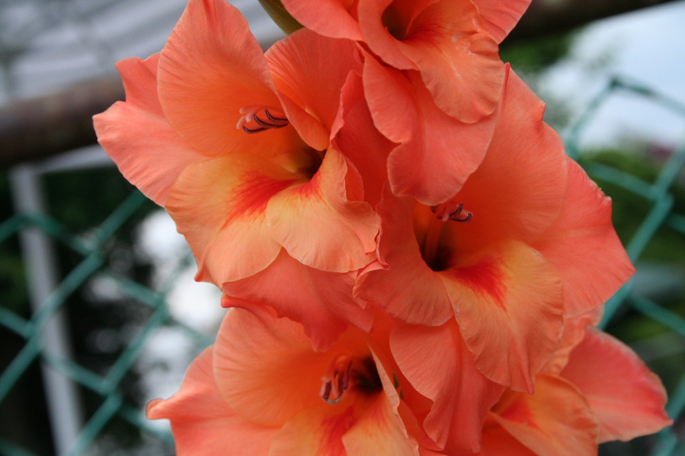 Why are my gladiolus dying so quickly?