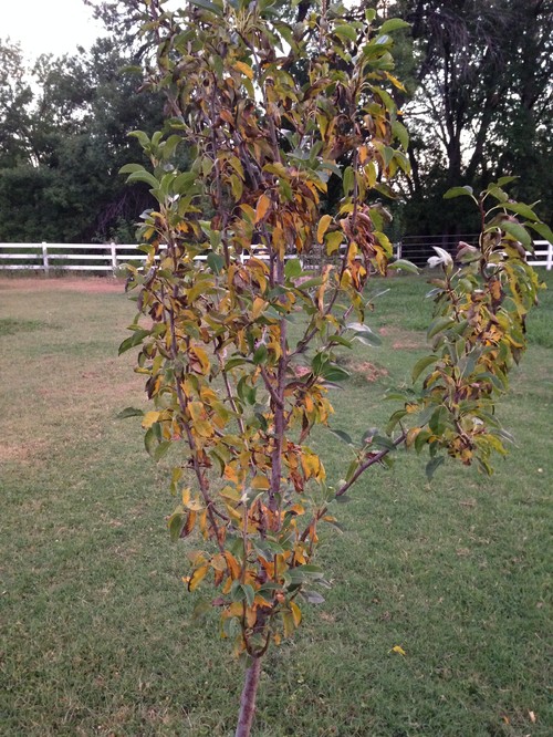 Pear Tree Disease Identification HELP!