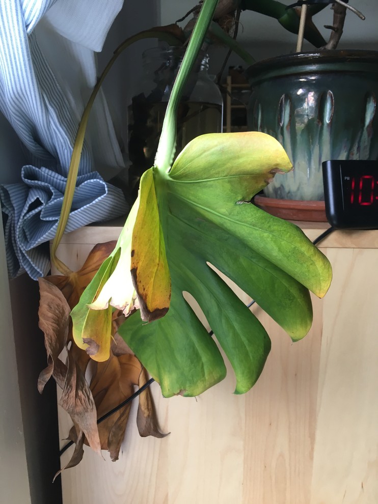 philodendron sword Rare Silver Sword Philodendron Hastatum main image 1
