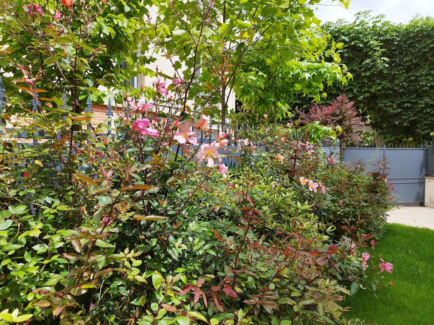 3 ans après la haie fleurie égaye le jardin