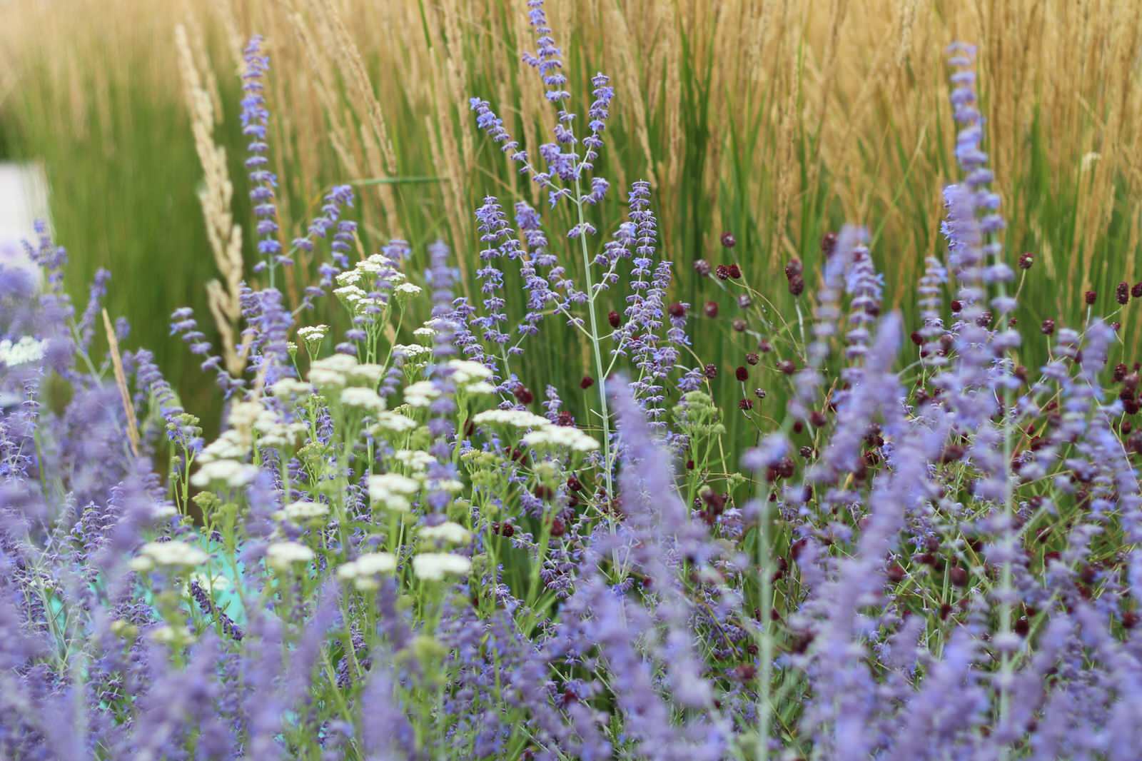Цветники Советской площади