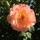 Last commented by writinglover0101_10b_scali