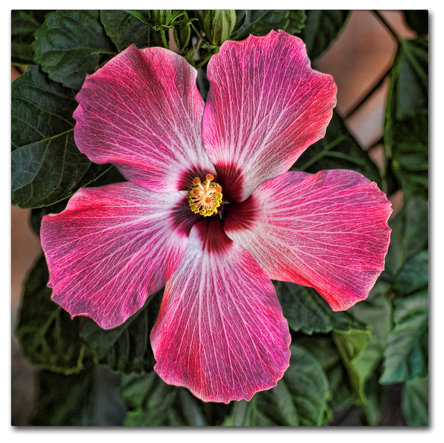 Lori Hutchison 'Pink Hibiscus' Canvas Art, 14