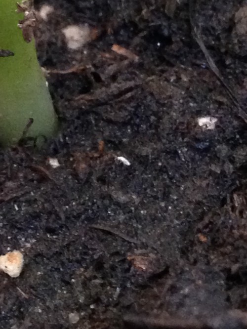 Tiny White Bugs Ewwwww