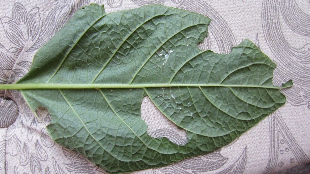 What is eating my Angel Trumpet Leaves?