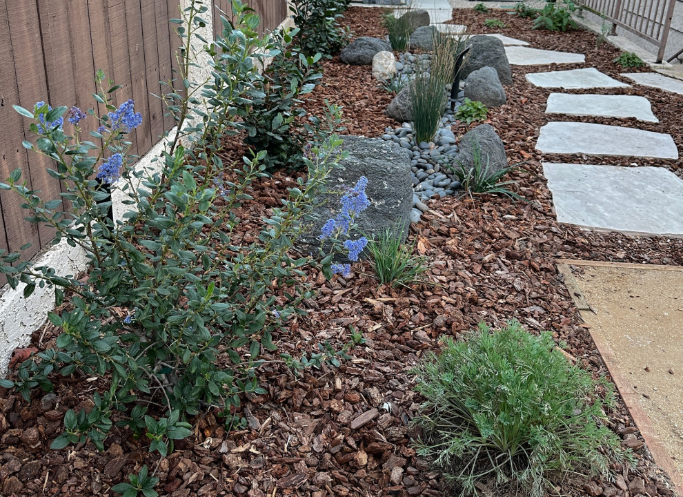 An early blooming ceonothus shines in this Southbay rain garden.