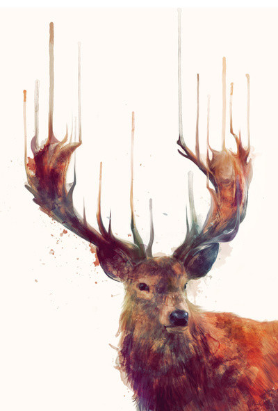 'Red Deer/Stag' Art Print by Amy Hamilton