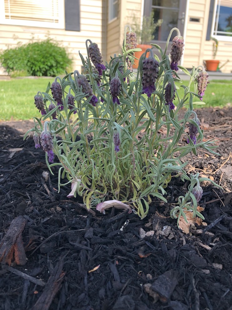 Helping a young drooping lavender in the heat
