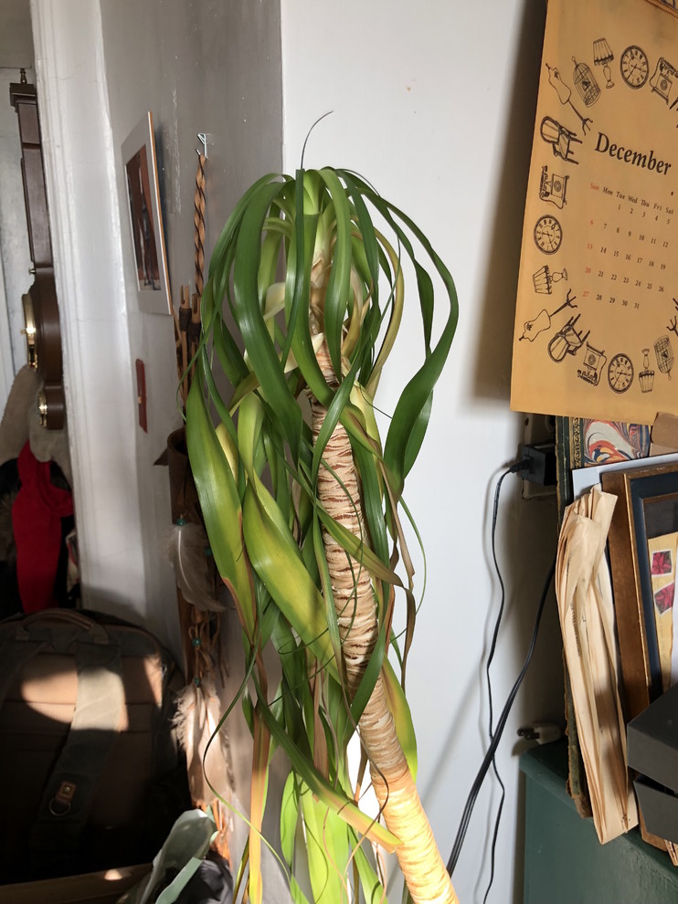 what is wrong with my ponytail palm? (photos + videos) | Houzz Forum