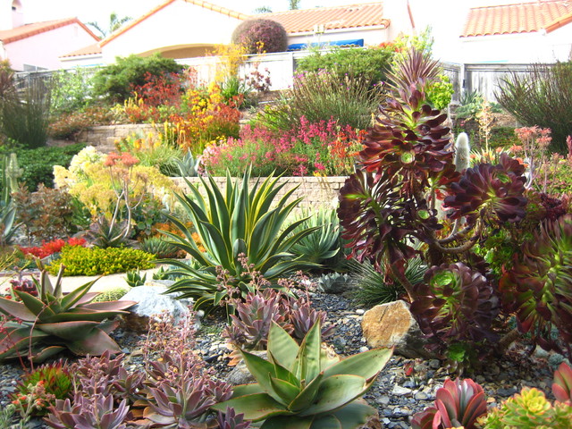 Succulent Symphony mediterran-garten